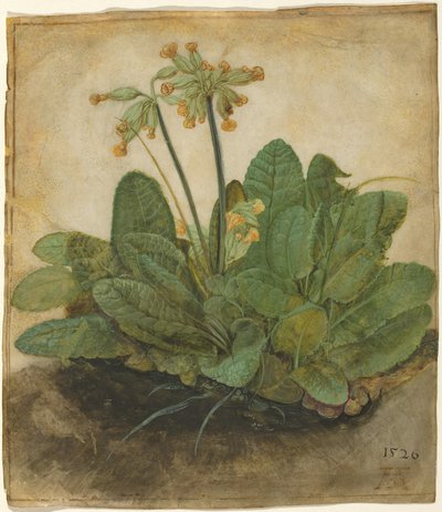 Tuft of Cowslips by Albrecht Dürer