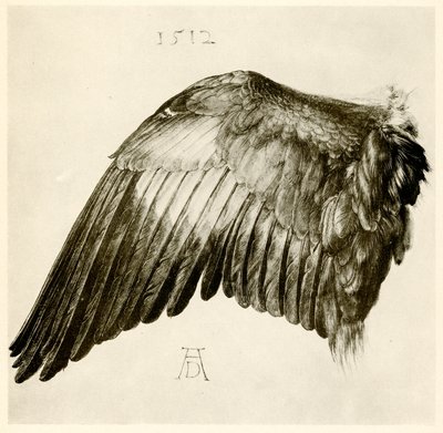 Wing of a Blue Roller by Albrecht Dürer
