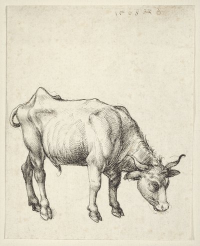 Young Bull by Albrecht Dürer