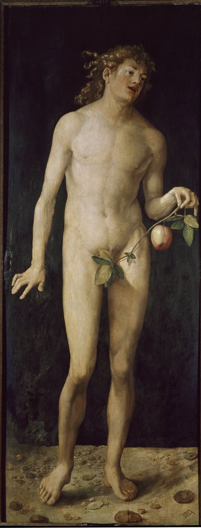 Adam by Albrecht Dürer