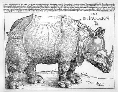The Rhinoceros by Albrecht Dürer