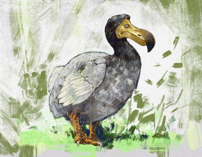 Representation of the Extinct Dodo Bird (illustration) by Alessandro Lonati