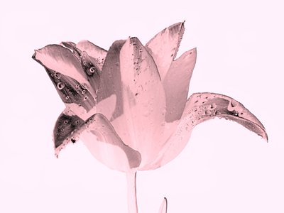 Crystal Pink Flower, 2019 by Alex Caminker