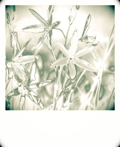 Silver plants by Alex Caminker