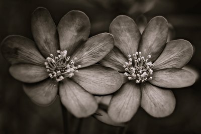 Twins by Alex Caminker