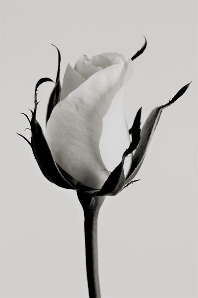 White rose by Alex Caminker
