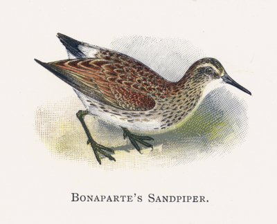 Bonapartes Sandpiper by Alexander Francis Lydon