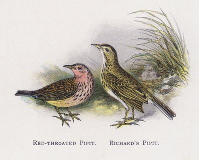 Red-throated Pipit, Richards Pipit by Alexander Francis Lydon