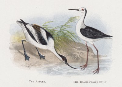 The Avocet, The Black-winged Stilt by Alexander Francis Lydon