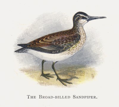 The Broad-billed Sandpiper by Alexander Francis Lydon