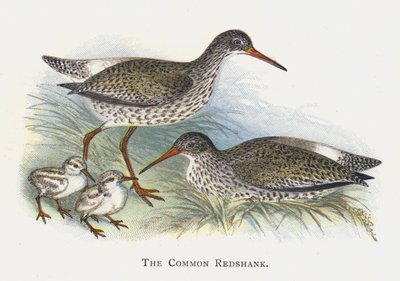 The Common Redshank by Alexander Francis Lydon