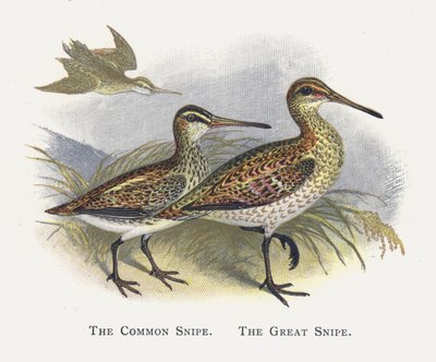 The Common Snipe, The Great Snipe by Alexander Francis Lydon