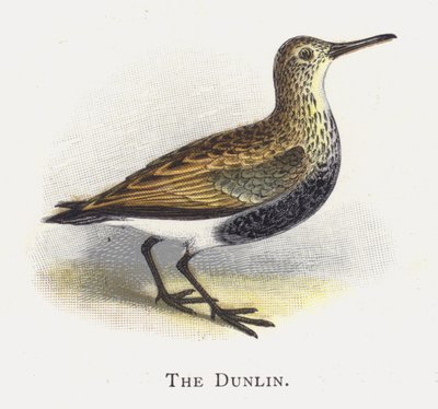 The Dunlin by Alexander Francis Lydon