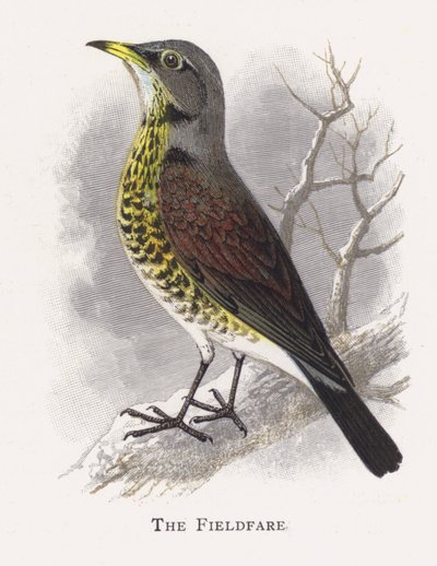 The Fieldfare by Alexander Francis Lydon