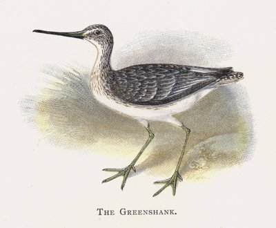 The Greenshank by Alexander Francis Lydon