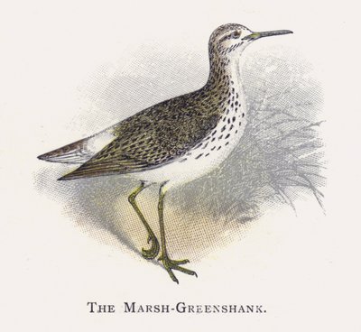 The Marsh-Greenshank by Alexander Francis Lydon