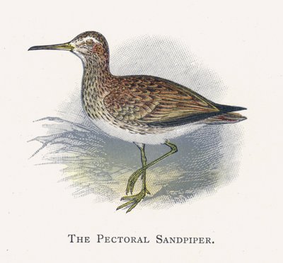 The Pectoral Sandpiper by Alexander Francis Lydon