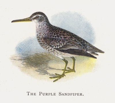 The Purple Sandpiper by Alexander Francis Lydon