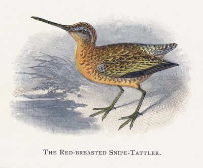 The Red-breasted Snipe-Tattler by Alexander Francis Lydon