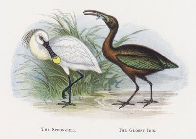 The Spoon-bill, The Glossy Ibis by Alexander Francis Lydon