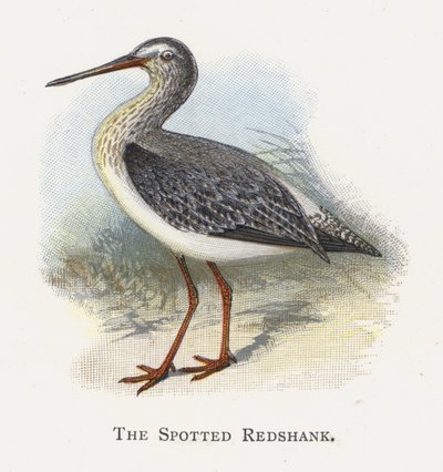 The Spotted Redshank by Alexander Francis Lydon