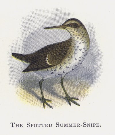 The Spotted Summer-Snipe by Alexander Francis Lydon