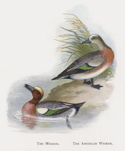 The Wigeon, The American Wigeon by Alexander Francis Lydon