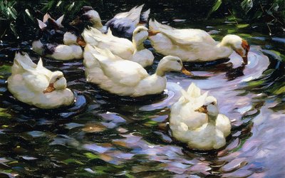 Ducks Swimming in a Sunlit Lake by Alexander Koester