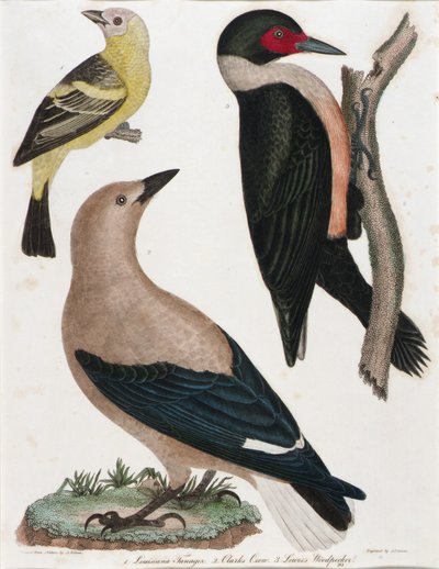 Louisiana Tanager, Clark