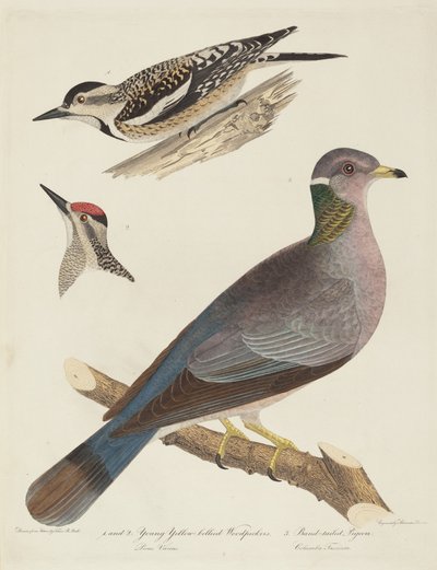 Young Yellow-bellied Woodpeckers and Band-tailed Pigeon by Alexander Lawson