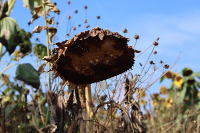 The Last Sunflower by Alexandra Joseph