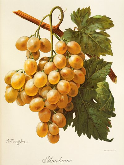 Amokrane grape by Alexis Kreyder