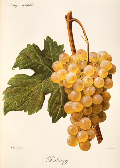 Balavry grape by Alexis Kreyder