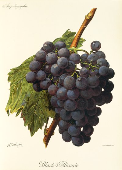 Black Alicante Grape by Alexis Kreyder
