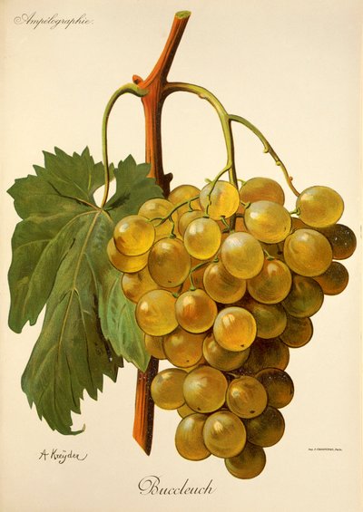 Buccleuch grape by Alexis Kreyder