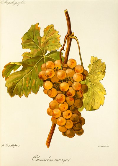 Chasselas Musque Grape by Alexis Kreyder