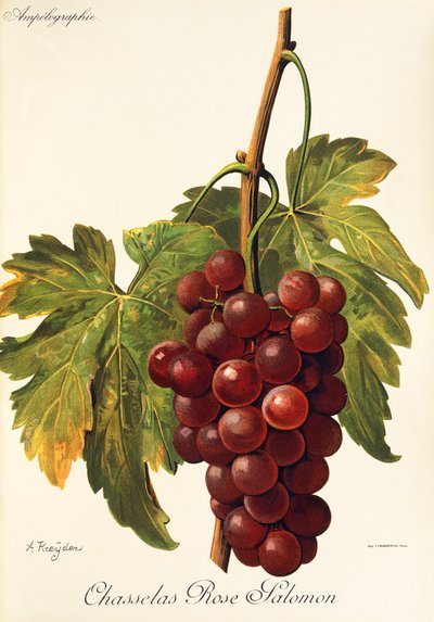 Chasselas Rose Salomon grape by Alexis Kreyder
