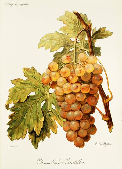Chasselas de Courtiller Grape by Alexis Kreyder