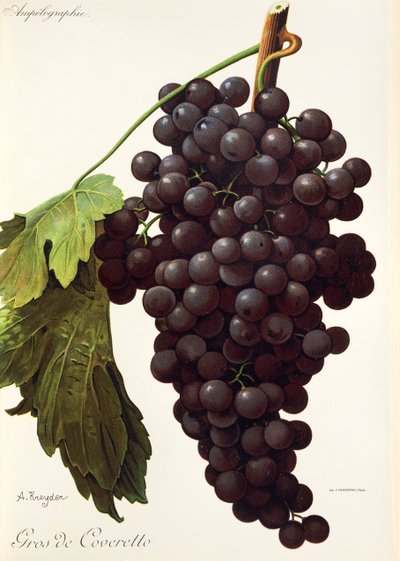 Gros de Coveretto grape by Alexis Kreyder