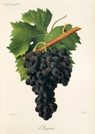 Inzolia grape by Alexis Kreyder