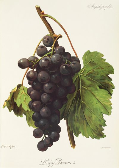 Lady Downe Grape by Alexis Kreyder