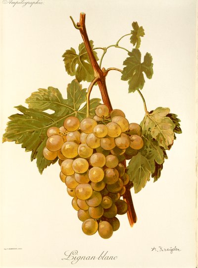 Lignan Blanc Grape by Alexis Kreyder