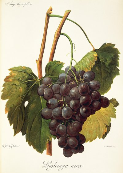 Luglienga Nera grape by Alexis Kreyder