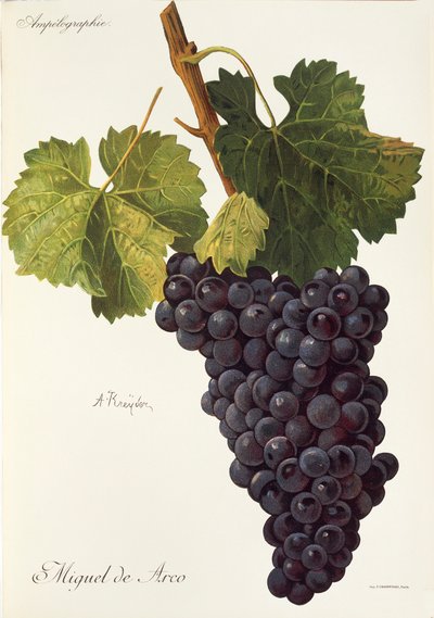 Miguel de Arco grape by Alexis Kreyder