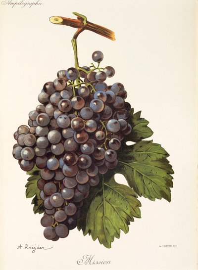 Mission Grape by Alexis Kreyder