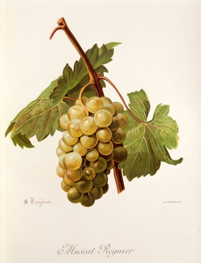 Muscat Regnier grape by Alexis Kreyder