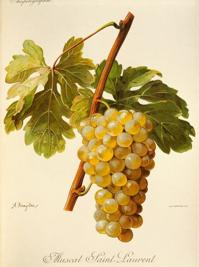 Muscat Saint-Laurent grape by Alexis Kreyder