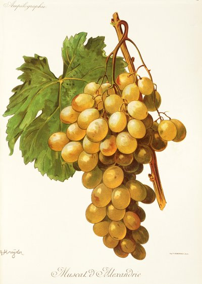 Muscat d