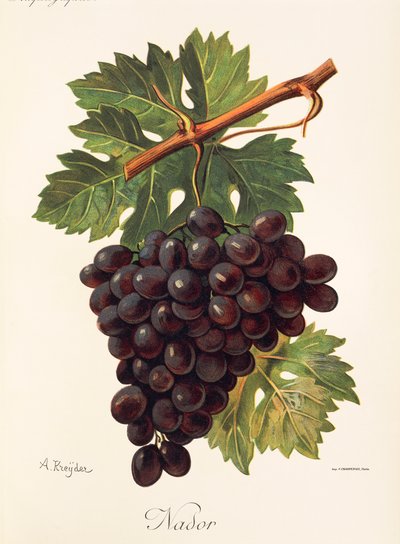 Nador grape by Alexis Kreyder