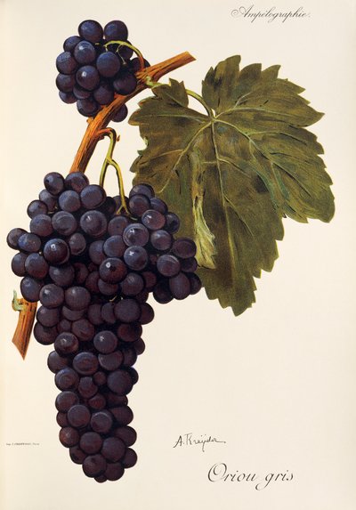 Oriou Gris grape by Alexis Kreyder